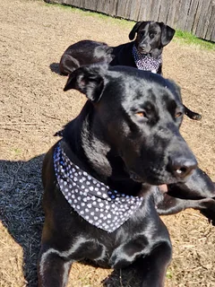 Photo Happy Hounds Grooming