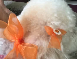 Dog Gone Beautiful Pet Styling